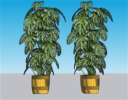 花盆龟背竹SU模型