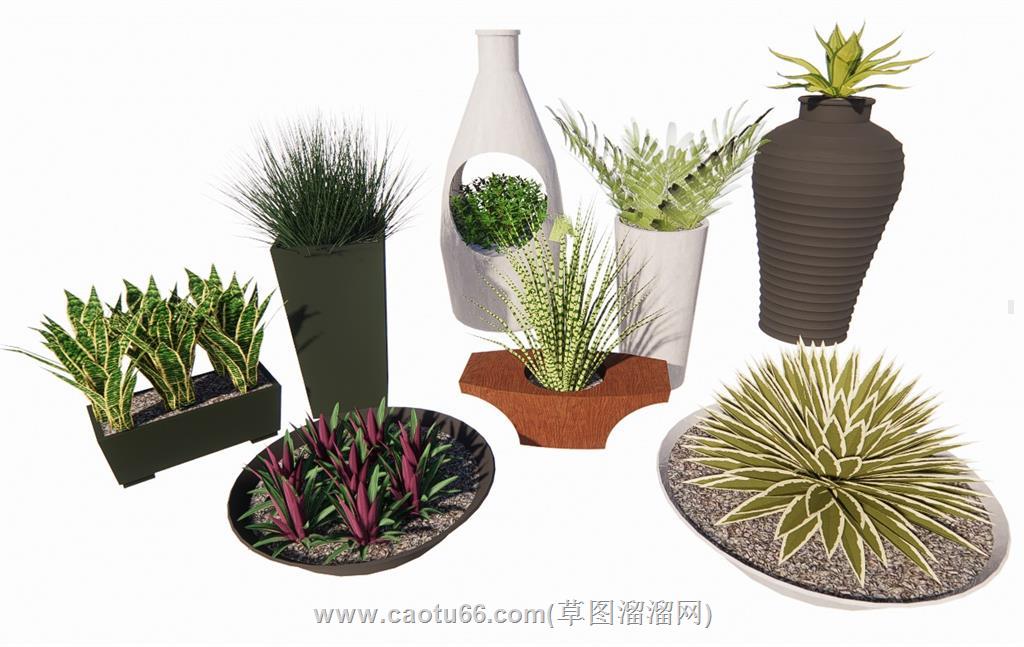 花瓶植物SU模型