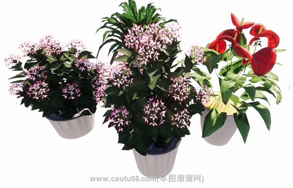 花盆盆景植物SU模型