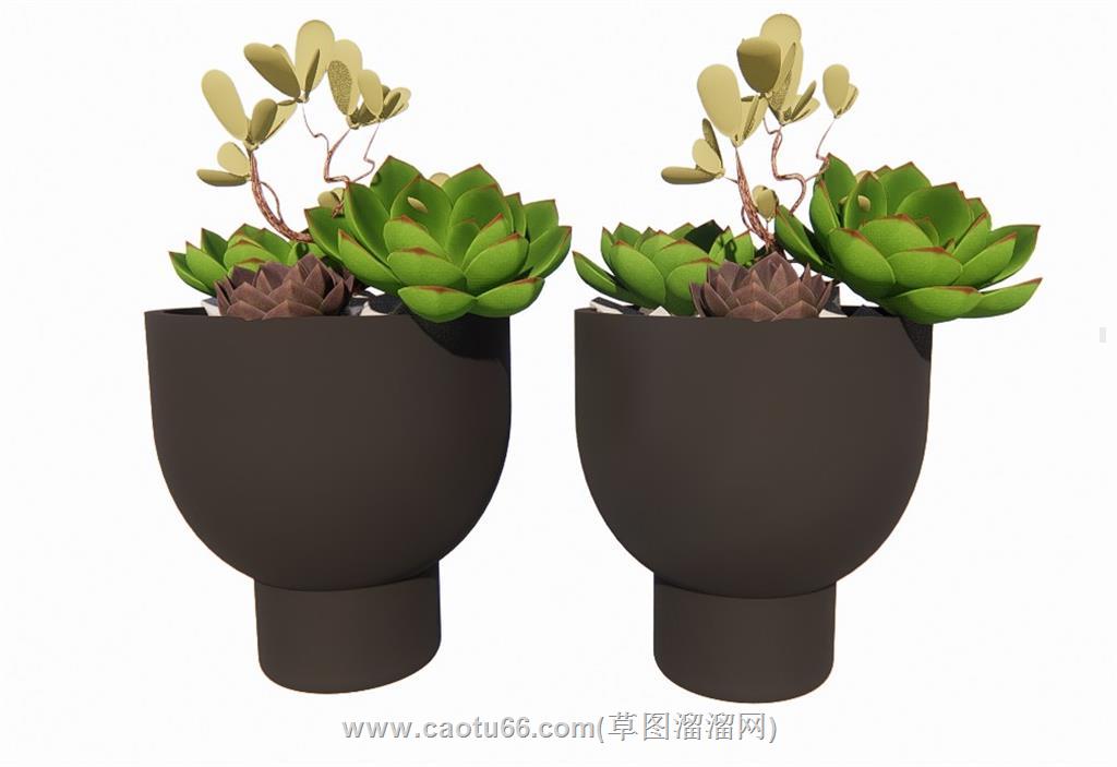 多肉植物花盆SU模型