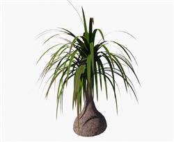 绿植装饰花盆SU模型