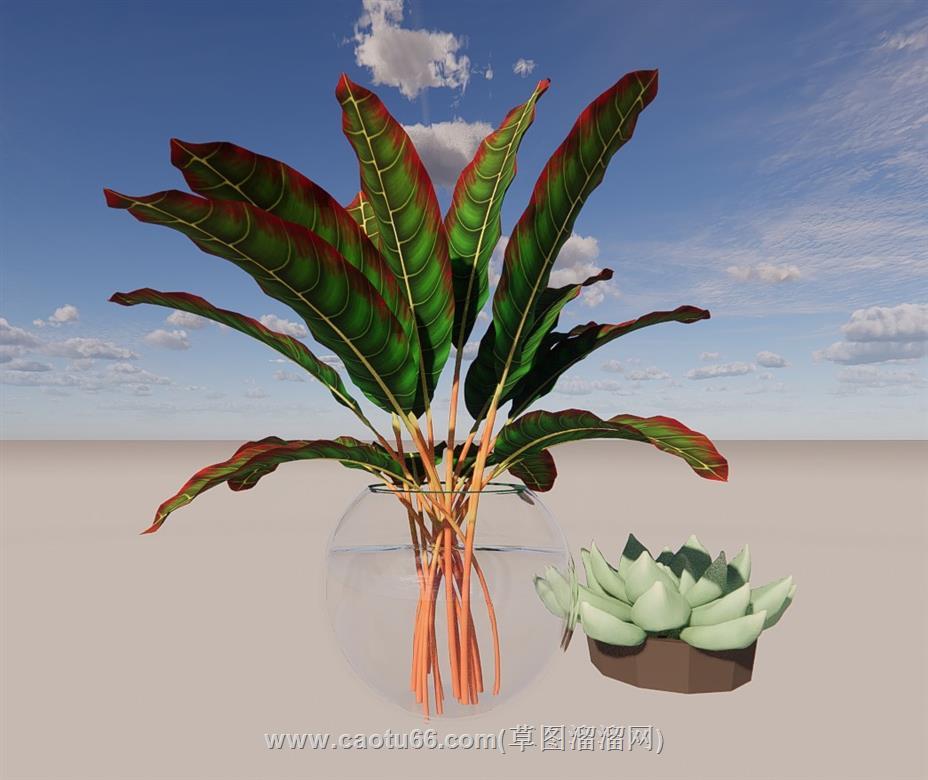 多肉植物花瓶SU模型