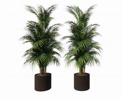盆景植物SU模型