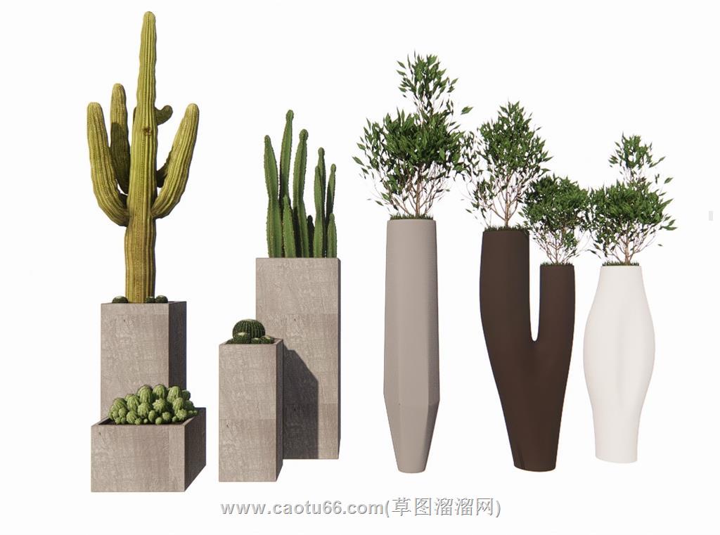 仙人掌花盆植物SU模型