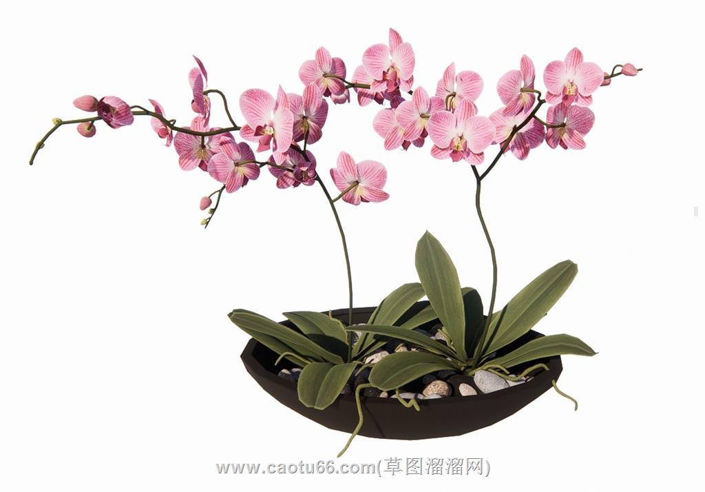 花艺花盆盆景SU模型
