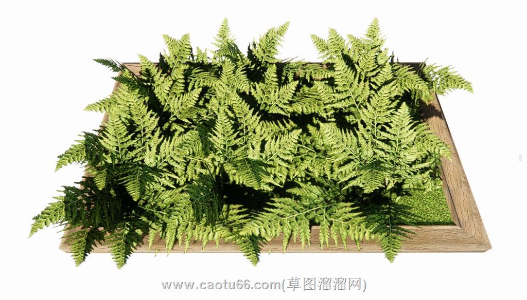 蕨类植物SU模型