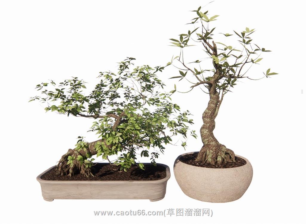 盆栽植物SU模型
