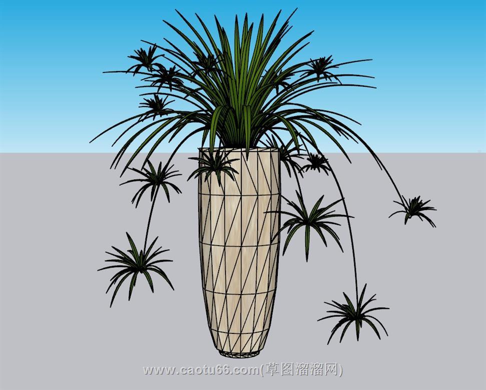 花盆植物SU模型