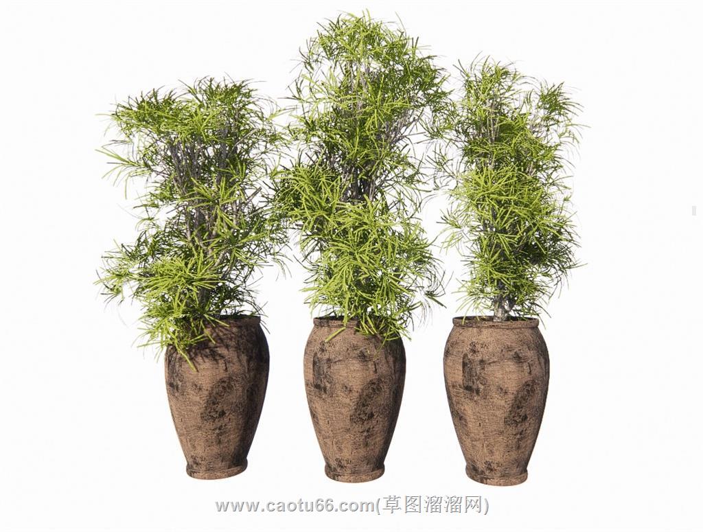 盆景花盆植物SU模型