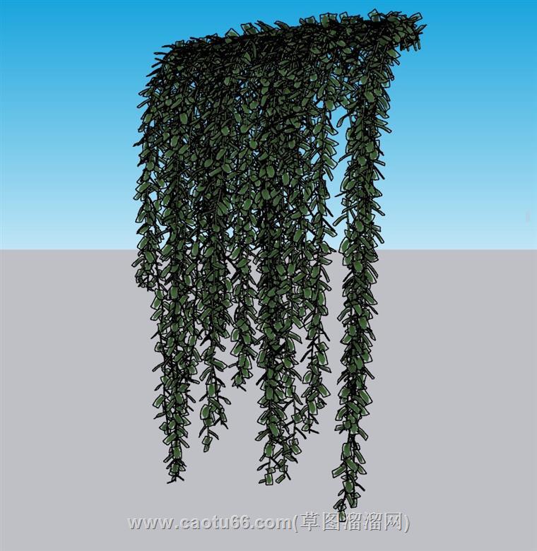 蔓藤植物SU模型
