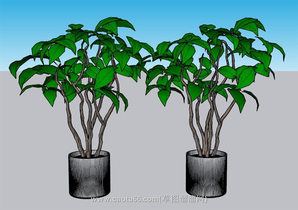 盆栽花盆SU模型