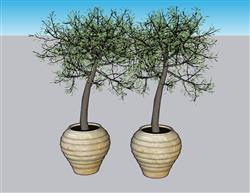 花盆植物SU模型