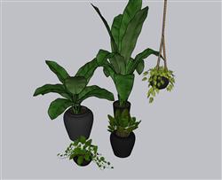 花盆植物SU模型 免费sketchup模型下载