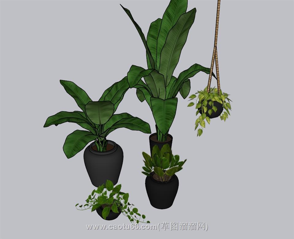 花盆植物SU模型