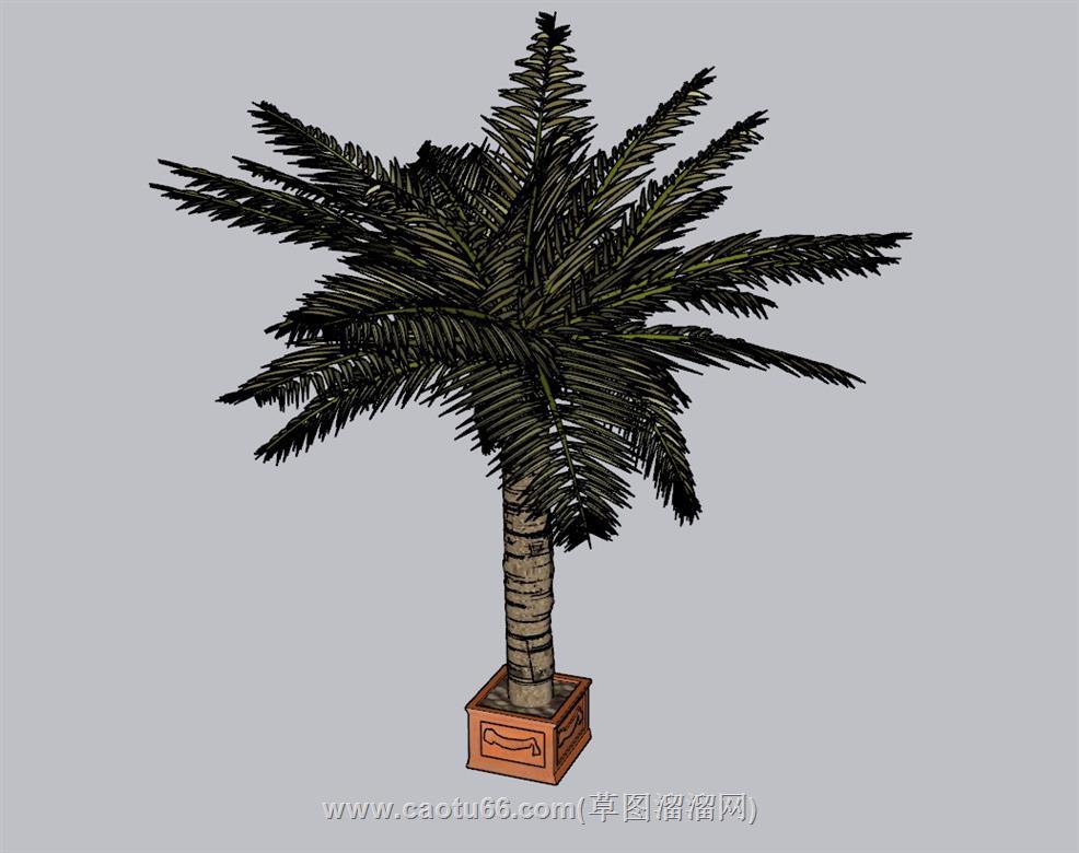 棕树植物盆栽SU模型
