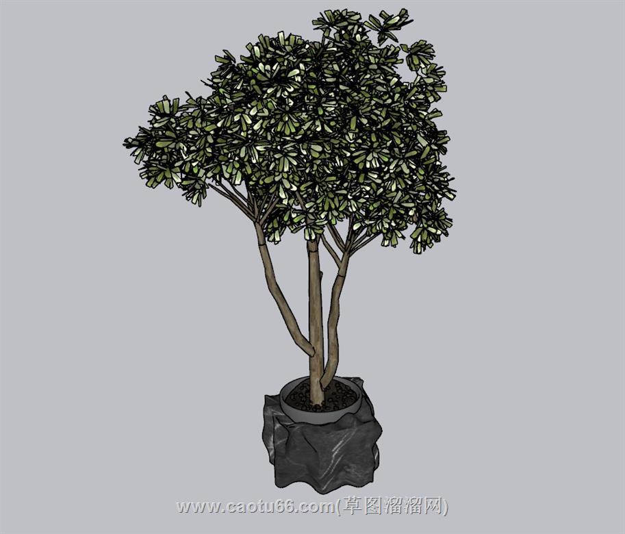 花盆植物SU模型