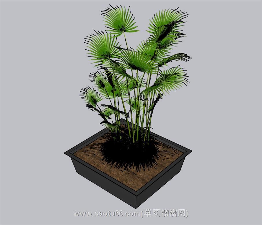 花盆植物盆栽SU模型