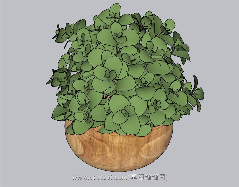 花盆植物SU模型