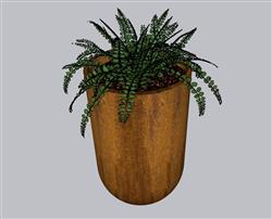 蕨类植物花盆SU模型