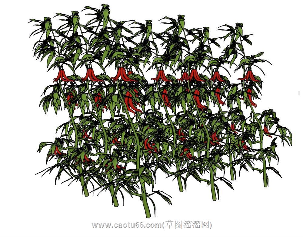 辣椒植物SU模型