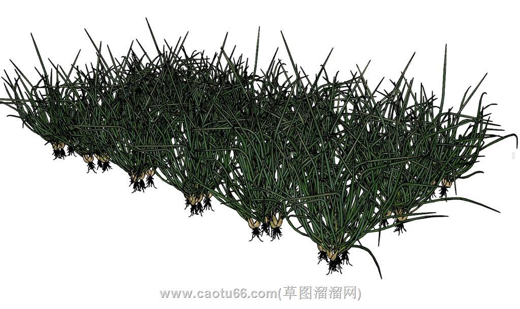 葱花蔬菜SU模型