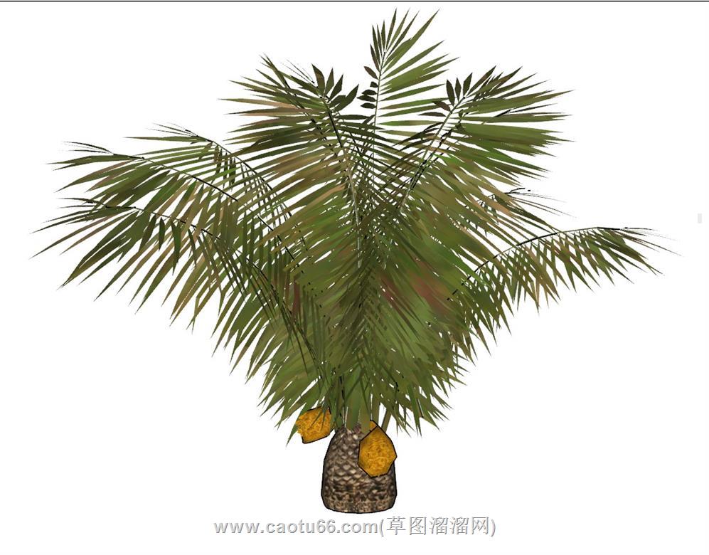粽椰植物SU模型