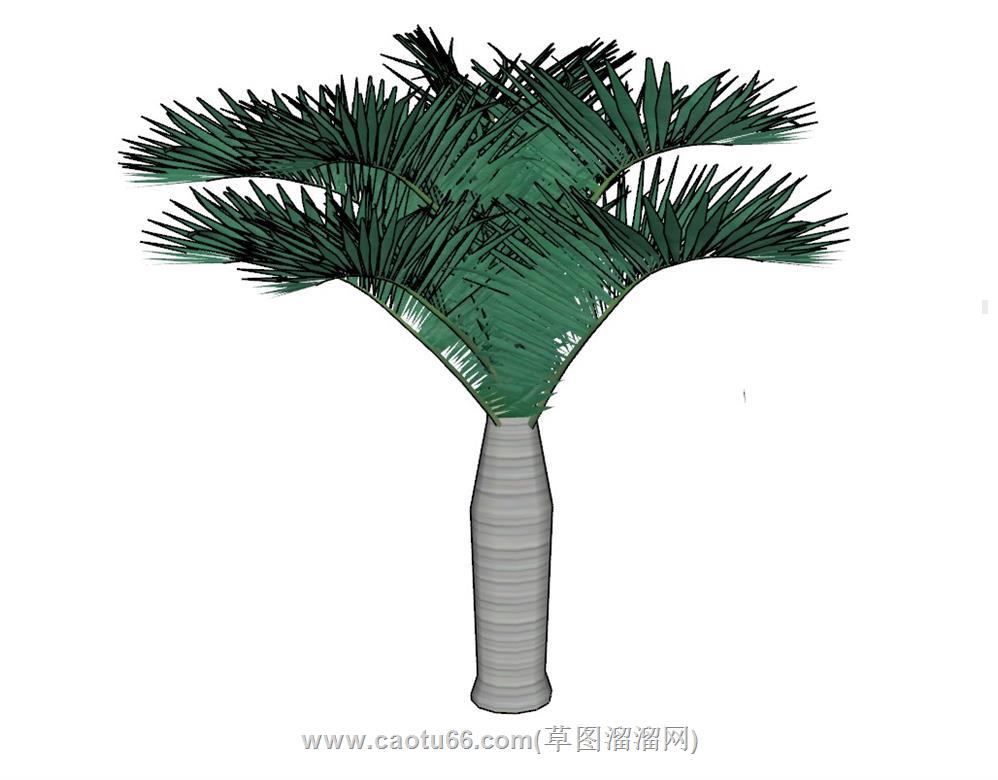 棕树树木SU模型