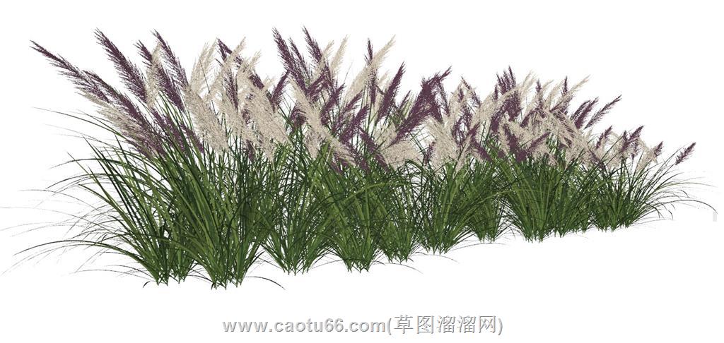 花草植物草丛SU模型