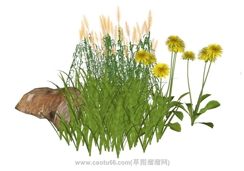 黄花植物花草SU模型