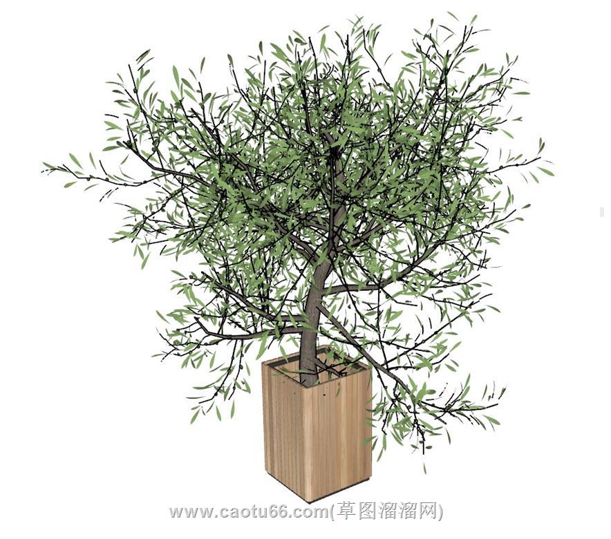 盆栽植物SU模型