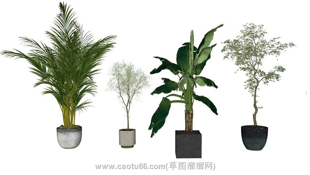精细花盆植物SU模型