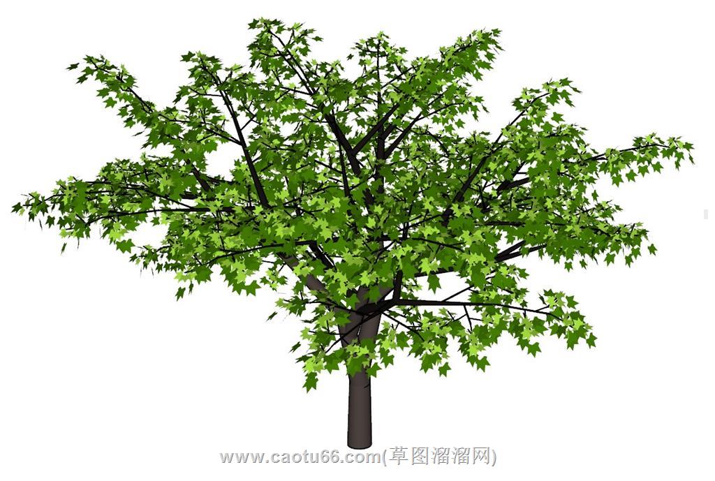 枫叶树木SU模型
