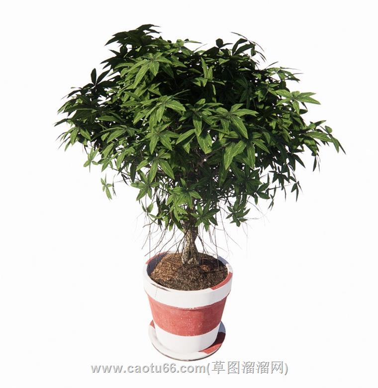 盆栽花盆SU模型
