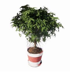 盆栽花盆SU模型