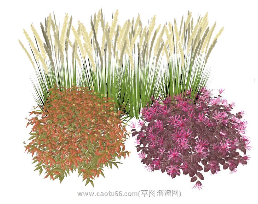 植物SU模型