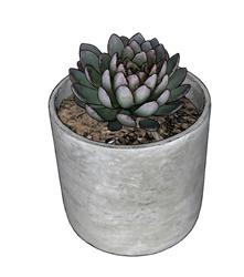 多肉植物SU模型