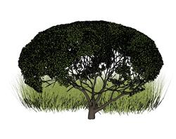 树草SU模型