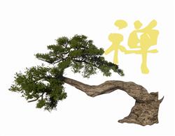 景观树松树SU模型
