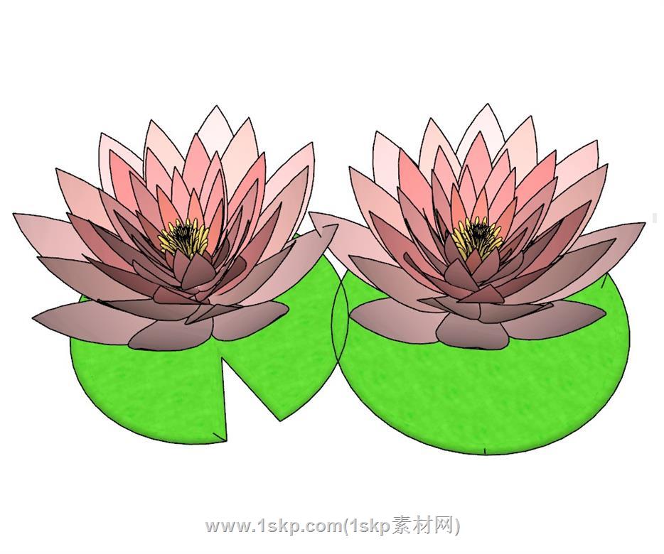 荷花植物SU模型