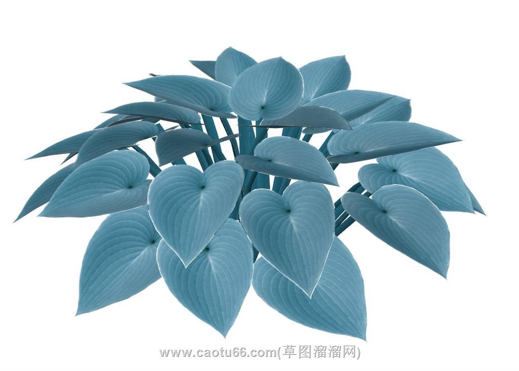 植物SU模型