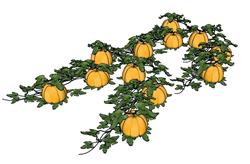 南瓜蔬菜菜地SU模型