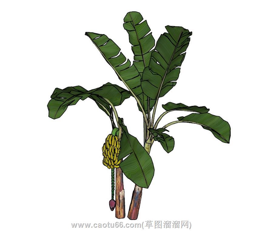 香蕉树芭蕉树树SU模型