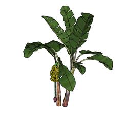 香蕉树芭蕉树树SU模型