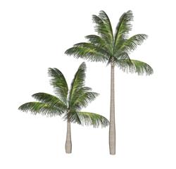 棕树植物SU模型