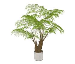 发财树盆栽植物SU模型