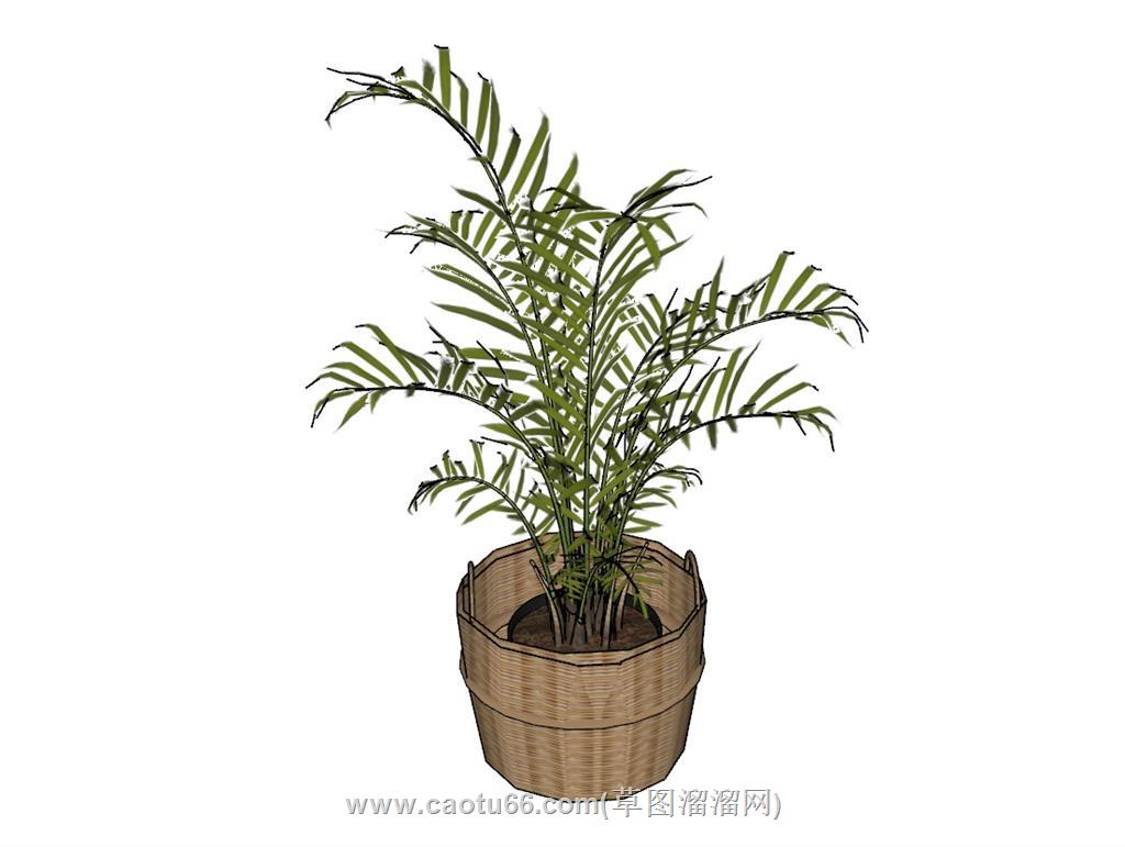 花盆植物SU模型