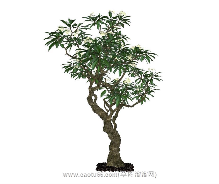 梨花树SU模型
