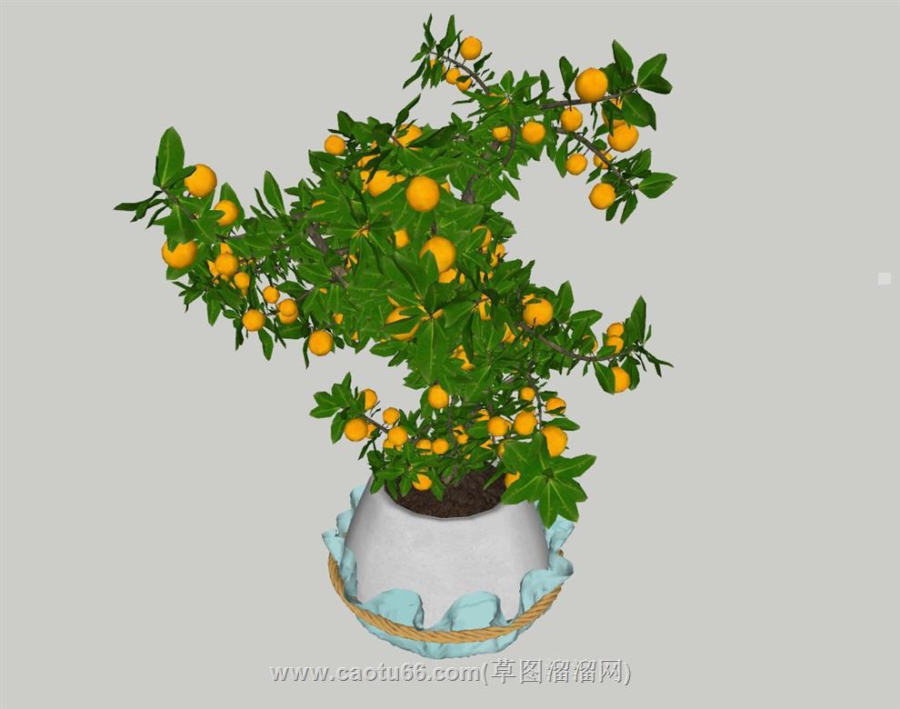 果树花盆SU模型