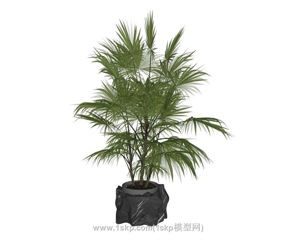 花盆植物盆栽SU模型