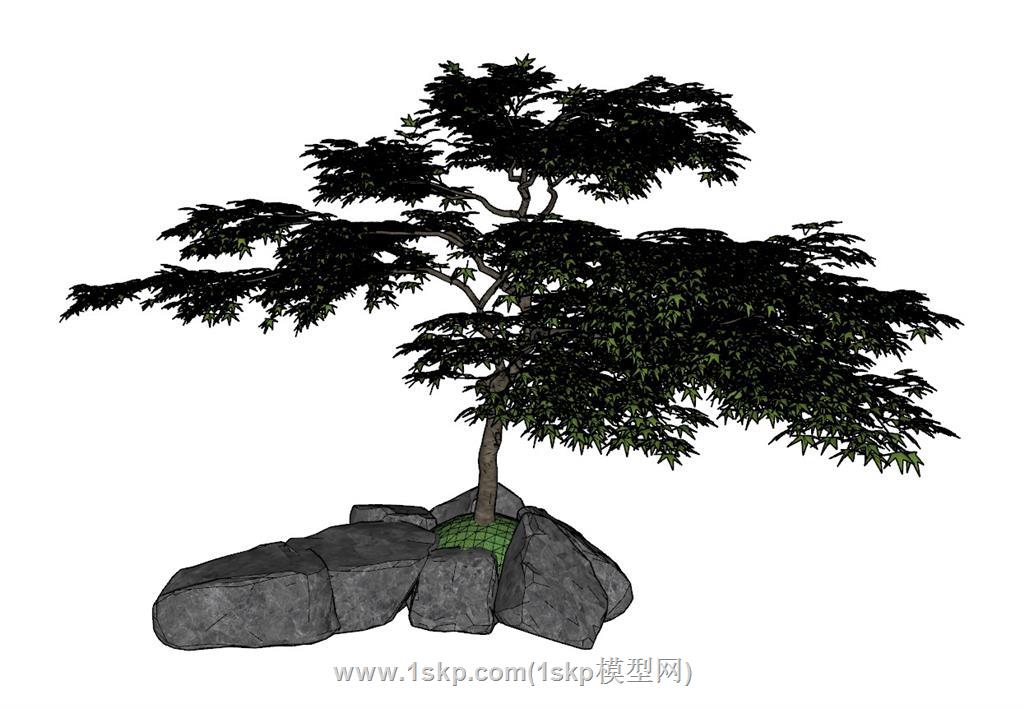 枫叶树景观树SU模型